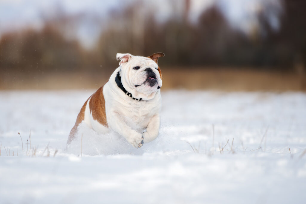 Neutering Male English Bulldogs Advantages